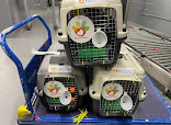 Pawsome Pets UAE thumb 6